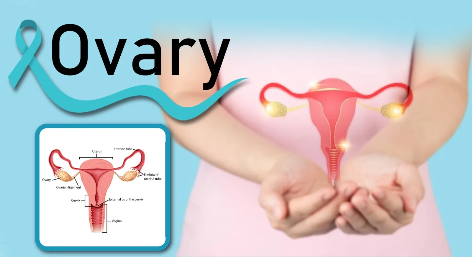 ovary-in-hindi